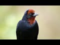 O Canto do GARIBALDI - Chrysomus ruficapillus - Chestnut-capped Blackbird - Brazilian Birds Singing