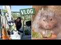 Rabbit Garden + Hamster food mixing | Vlog!