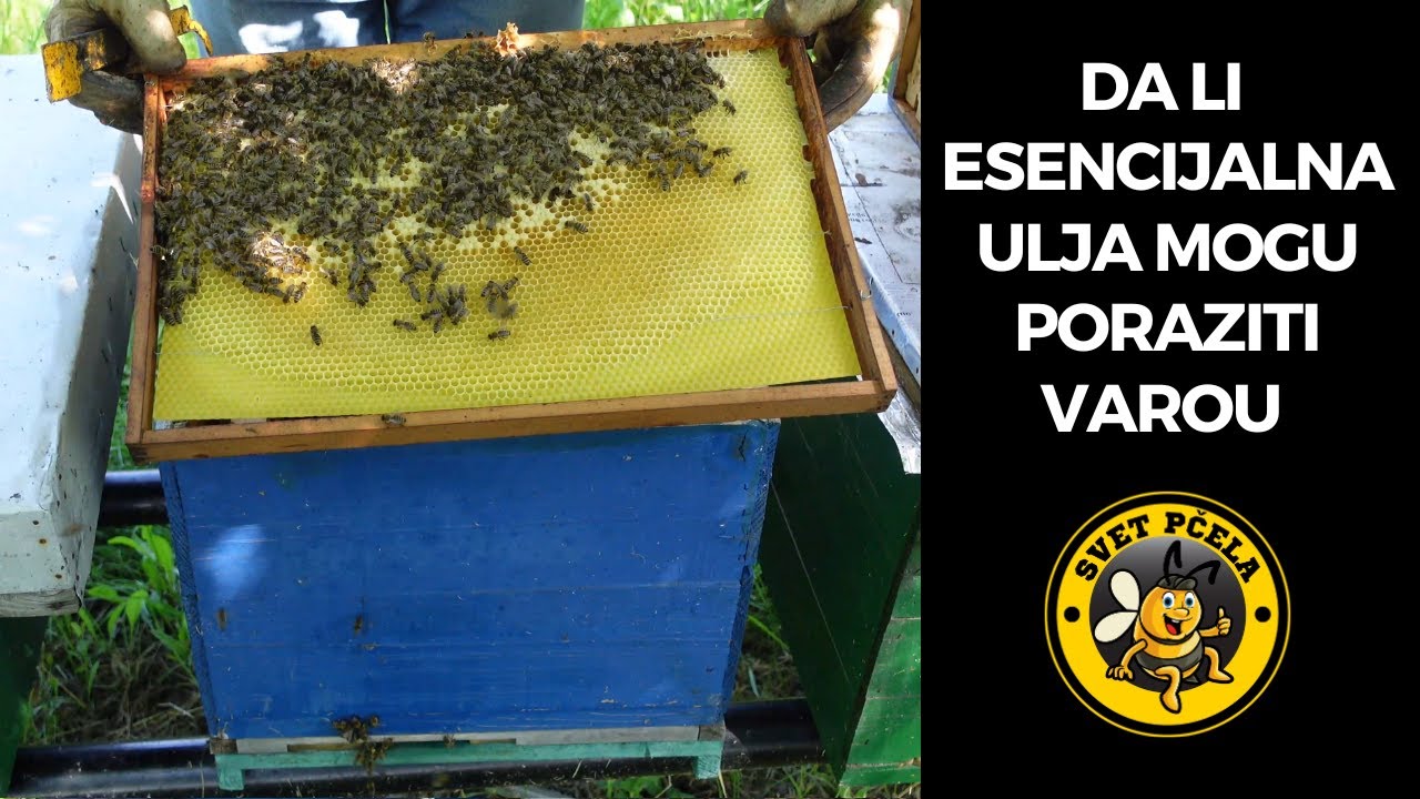 Borba protiv varoe sa tri esencijalna ulja. Pčelarstvo 2025