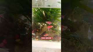 Please Subscribe jobbiehebriovlogs