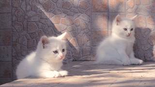 Белые котятки) mp4