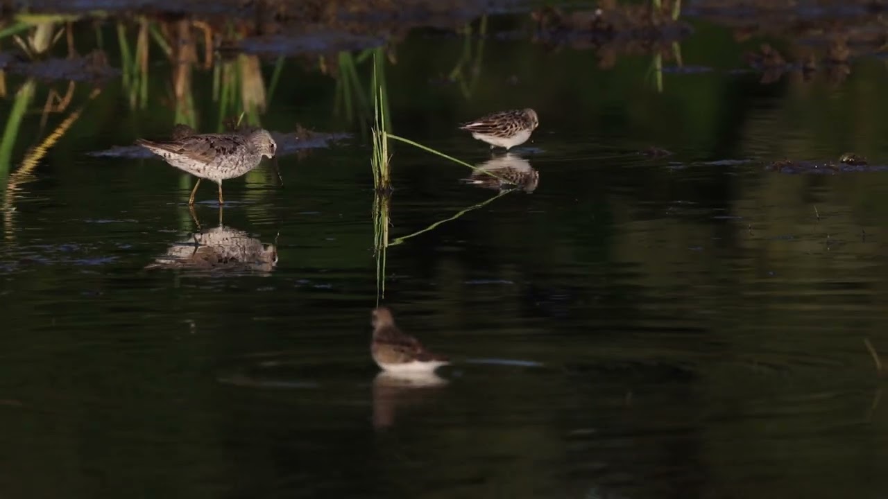 stilt sandpiper feeding