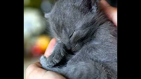 egyptian mau cats 101 video