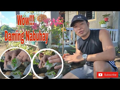 Video: Paano I-cut Ang Mga Figurine Ng Gulay