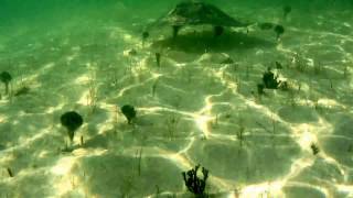 Encounter with a stingray in Cayo Largo Cuba 2017