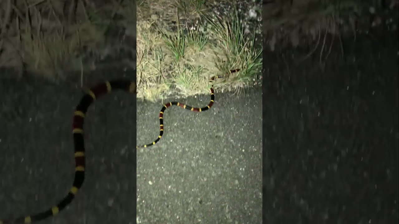Coral Snake on road YouTube - Maxres2
