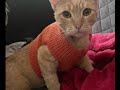 Very easy cat (or dog) jumper/sweater by knitting machine