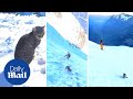 Curious cat follows hikers as they climb mt bristen in switzerland