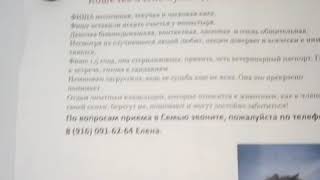 Доска объявлений о животных в ветклинике Бемби на улице Цюрупы. 21.05.19 Доска объявлений о животных в ветклинике Бемби на улице Цюрупы. 21.05.19