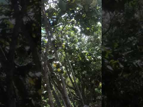 camera iphone 8 plus apk Beer Can Island in infested with masked beasts!
