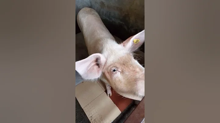 #pig #animals #animalsinfluence #piggy #pigfarming #pigout #shortvideo #viralvideo #trending