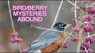 Robins Eating Berries: Why They Let Some Cold Weather Berries Wither [NARRATED]