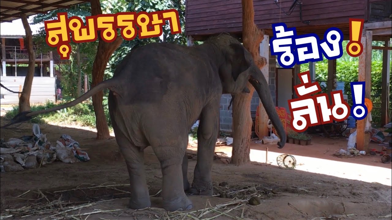 สุพรรษา…งอแง❗️อยากไปเที่ยว~โรบินสัน