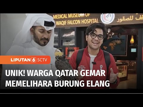 Video: Elang adalah burung yang bangga