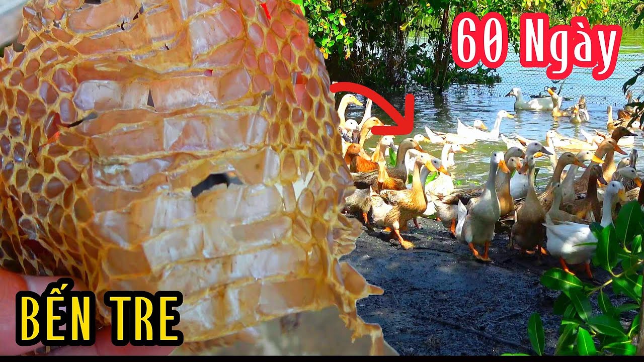 Bến Tre - 60 Ngày Hàng Chục Lớp Da Và Bầy Rắn Con Đã Di Cư| Mười Thương Săn Bắt