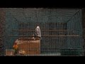 Ramai Kicauan Lovebird (Lovebirds Sounds) #30