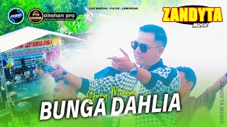 Bunga Dahlia Gerry Mahesa Zandyta Pucuk Lamongan dhehanpro