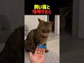 飼い猫と喧嘩すると