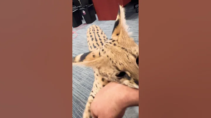 Watch the video about ATTACKED by my own serval cat on camera 😳🐆 #KahluaTheKitty #Serval #JkitsLove #BigCatEnergy #Cats