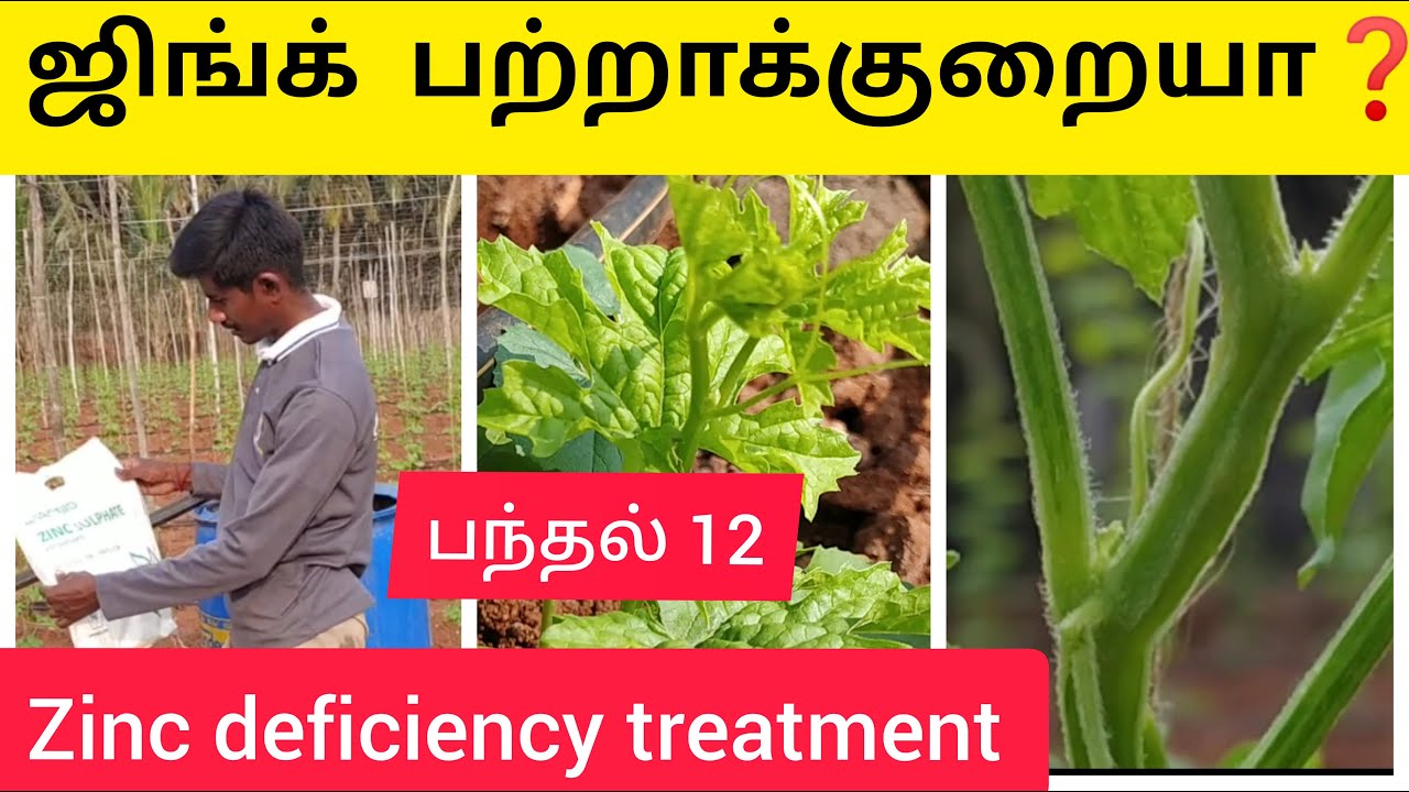 ஜிங்க் பற்றாக்குறையா Zinc deficiency treatment YouTube