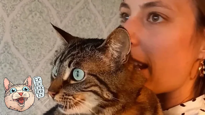 ekekekkekkek compilation - Best Cat Chirping Chattering Chittering of April 2023