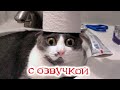 Приколы с котами! КОТЫ -ПАКОСТНИКИ !!! Смешные коты С ОЗВУЧКОЙ! Самые смешные животные!