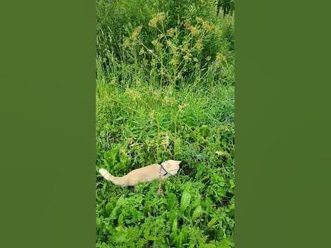 Кот в поле - YouTube
