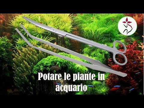 Video: Pianta d'acquario Hemianthus micrantemoides: foto, come piantare, manutenzione in un acquario