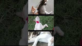 loving billu,, made for each other 🥰😊😘🐈