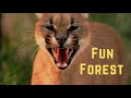 Fun Forest || Funny Animals with Hilarious Captions || Amazing Nature