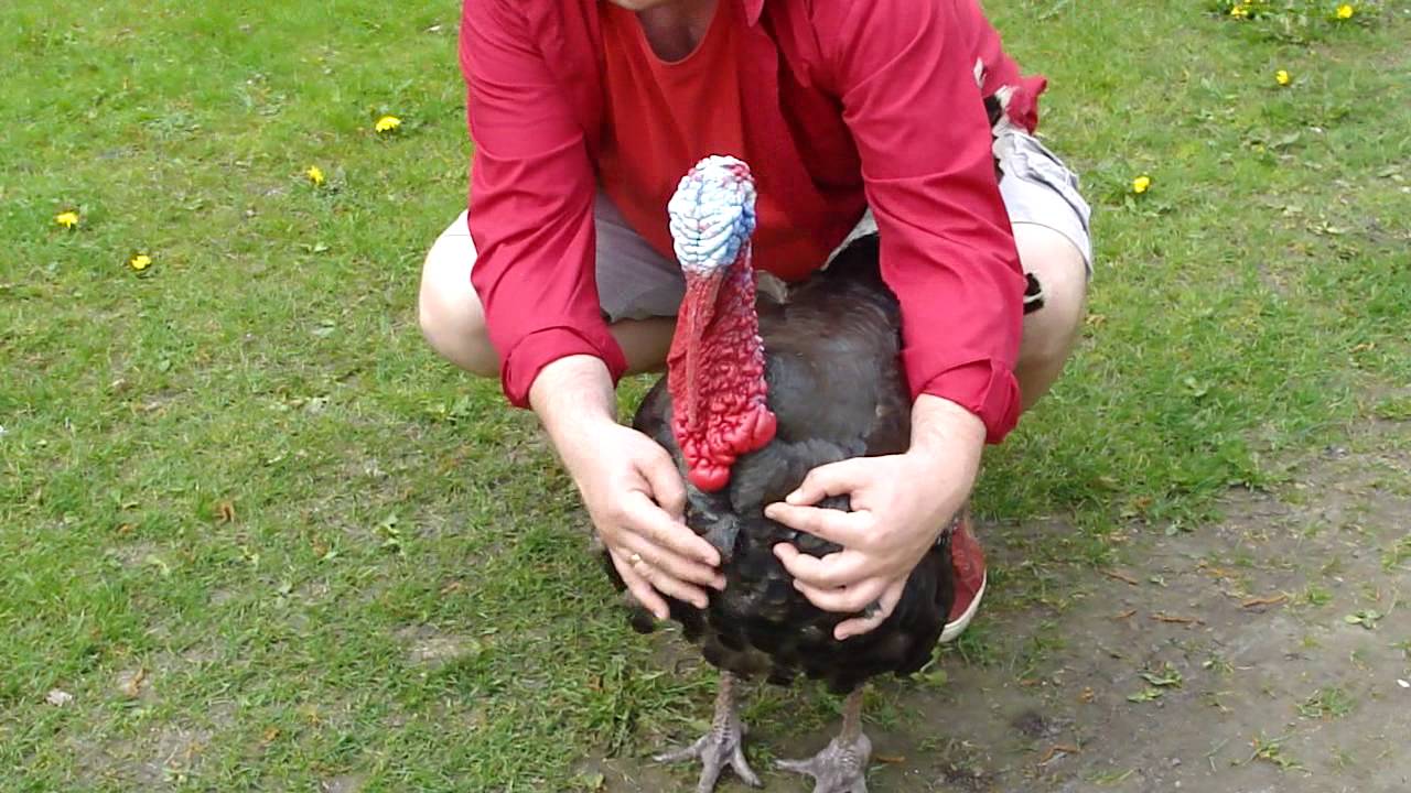 Turkey - my favourite pet Pipi