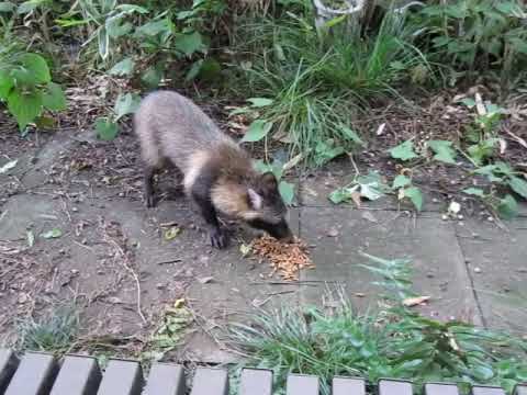 たぬきさん 今日はお食事 練馬区の里 驚かしたら 逃げちゃった Mvi 2950 Youtube たぬきさん 今日はお食事 練馬区の里 驚かしたら 逃げちゃった Mvi 2950 Youtube