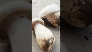 mushroom mushrooms fungi nature mycology fungus mushroomsofinstagram