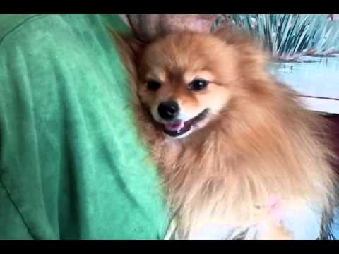 pomeranian-having-a-seizure...