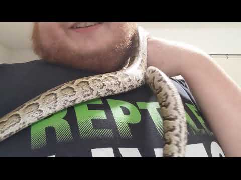 My Pet African Rock Python