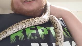 My Pet African Rock Python