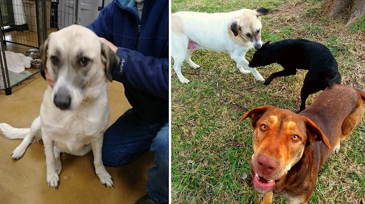 Dog Given Away By Family Walks 20 Miles To Her Old...