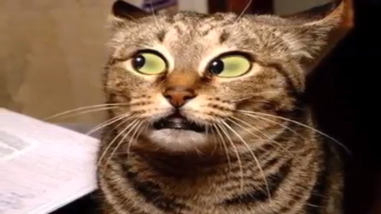 Funny Cat Pictures │ Best crazy cat photos - YouTube