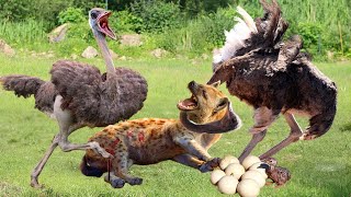 Worthy Of Life! Evil Hyenas Are Brutally Tortured By Ostrich Parents For Stealing Their Eggs
