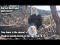 Big Bear Eagles🦅Two Times Is The Charm!🌿Shadow Quietly Inisists On His Egg Time🌿🔄2021-03-07