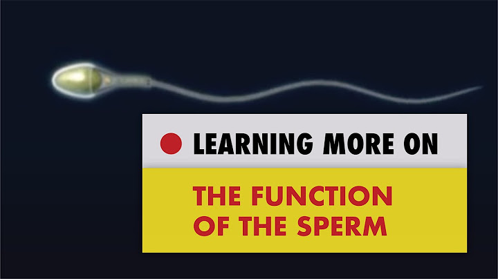✅spermatozoa