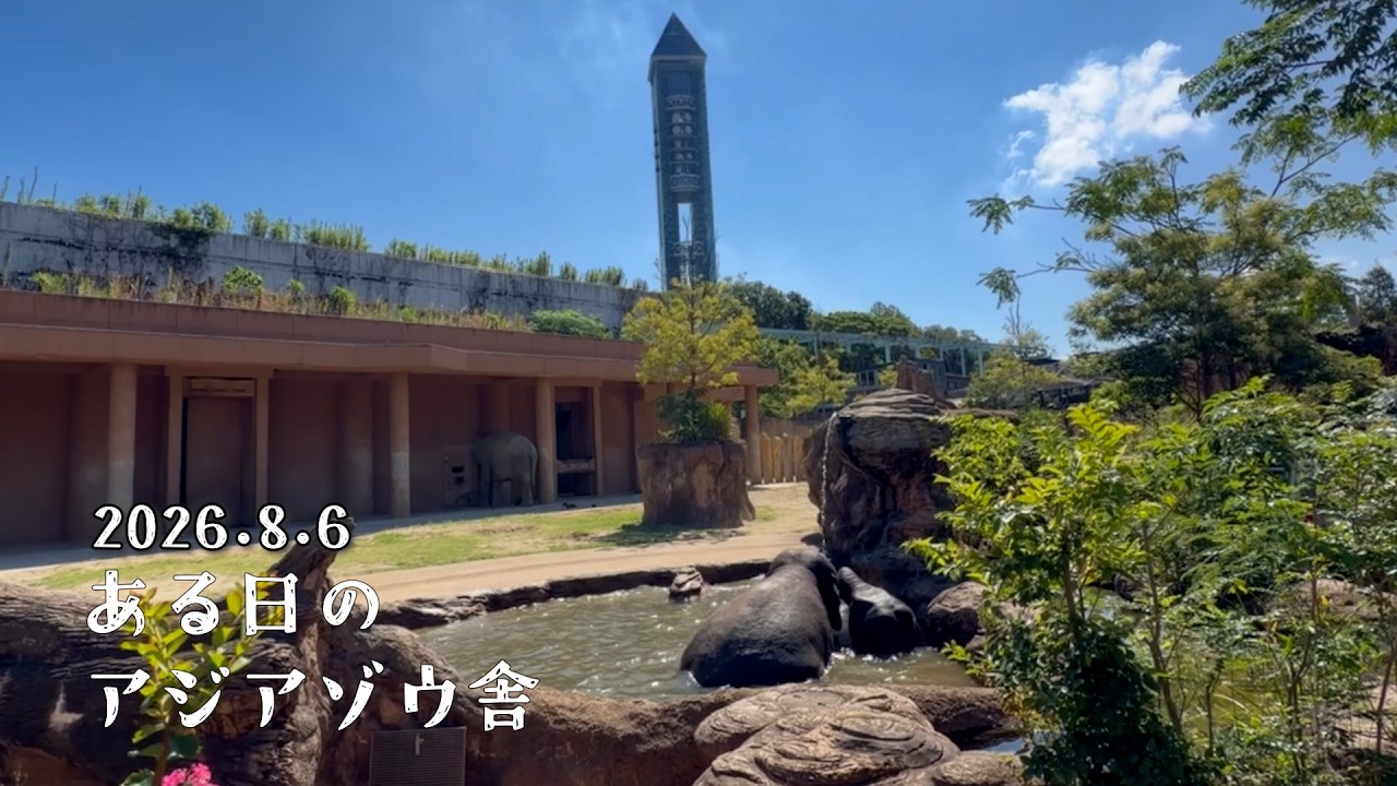 【東山動植物園公式】アジアゾウの水浴びと砂浴び～ある日のアジアゾウ舎～《 アジアゾウ　ゾウ 》