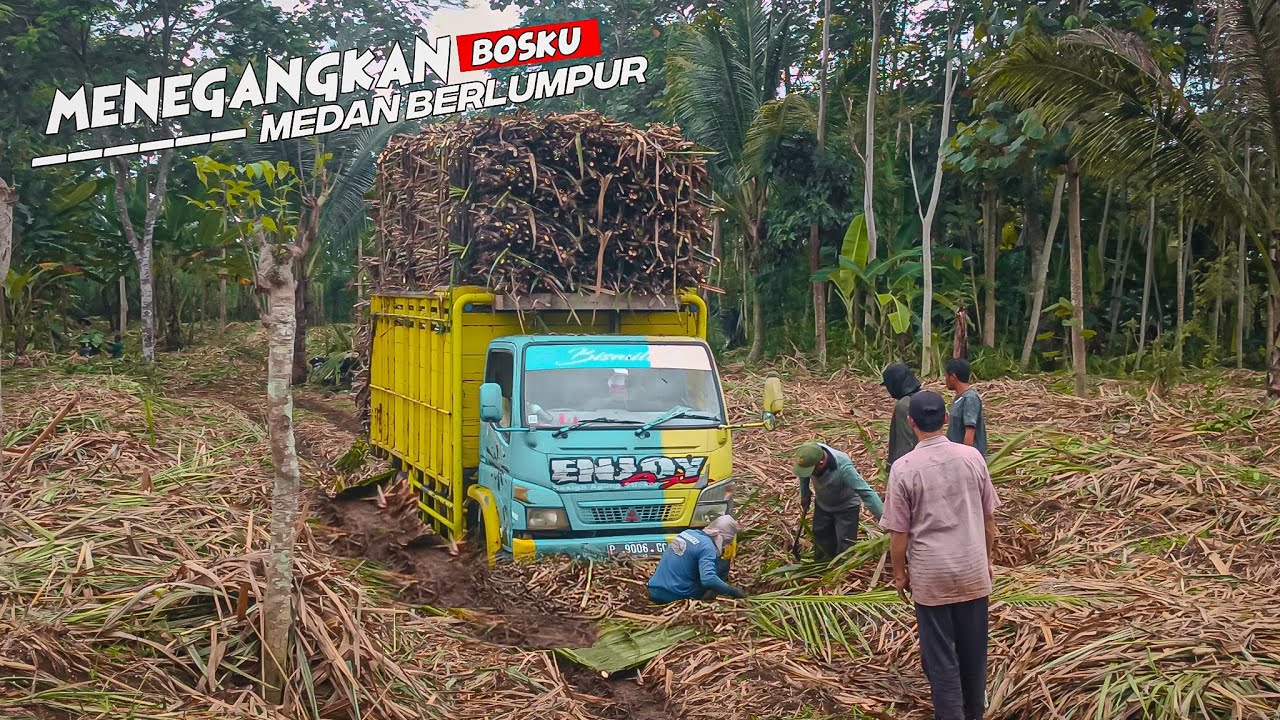 truck mbois muat tebu medan berlumpur truck stuck di lokasi untung driver pro tebu balap