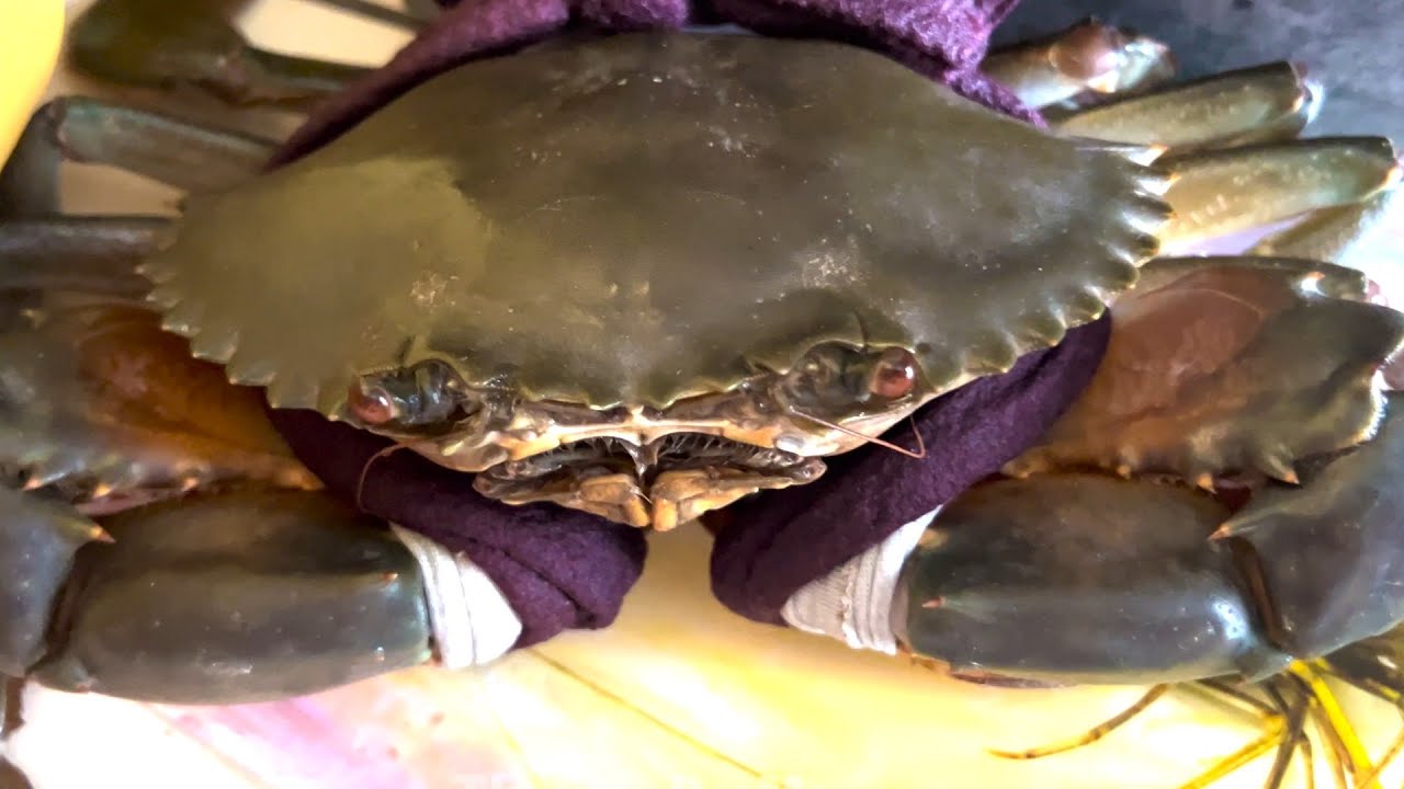 CON CUA | DÙ BỊ TRÓI NHƯNG VẪN CỐ GẮNG CHẠY THOÁT TRƯỚC KHI BỊ BẮT LẠI