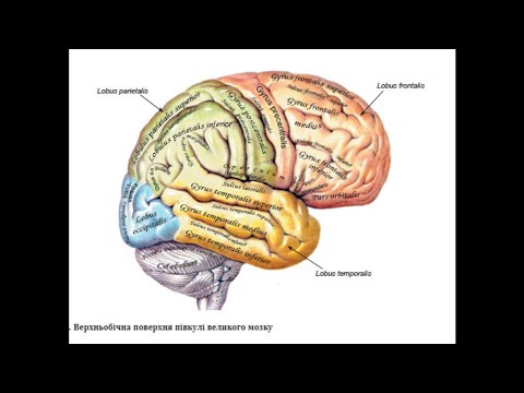 215. Кінцевий мозок - AnatomUa - AUDIO