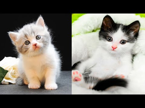 baby-cats---cute-and-funny-cat-videos-compilation-#30-|-aww-animals