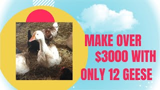 Make money with a small goose flock, hatching, eggs or meat, geese are profitable!!! by The Frugal Farmstead 1,197 views 1 year ago 8 minutes, 31 seconds