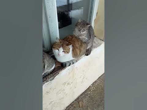 красиві котики#piękne koty😺#әдемі мысықтар ️#chiroyli mushuklar# ...