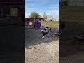 Собачки контролируют строительство пристройки. Приют ДРУГ ЖИВИ. г. ОМСК