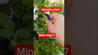 🌿 अपराजिता पौधा के कमाल के फायदे  #minivlog #aprajita #plantslover #plantscare #plantlife #trending